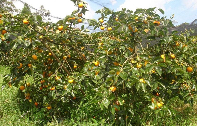 Fruticultura-Hoçoya