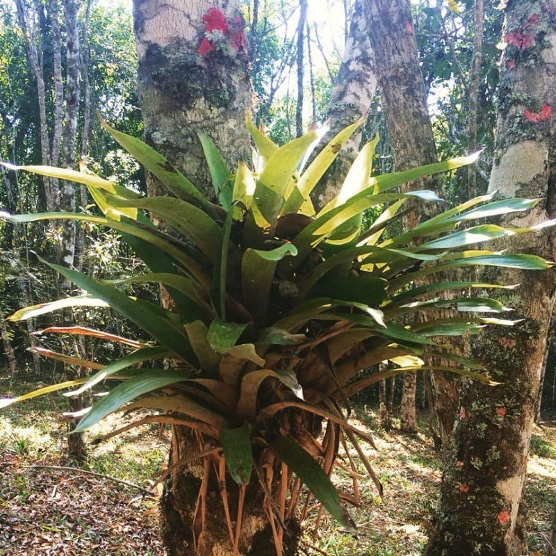 Visite-Mogi-Mata-atlantica-Reserva-Mahayana-6 Visite-Mogi-Mata-atlantica-Reserva-Mahayana-6